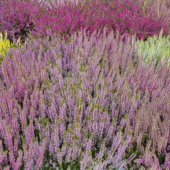 Ericaceous Compost 60L -Gardenista Store 100042 4