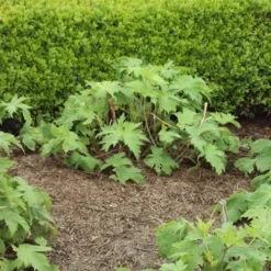 Strulch Mineralised Straw Garden Mulch -Gardenista Store 100086 3