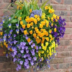 Easy Fill Hanging Baskets 38cm (15in) Pair 11 Easy Fill Hanging Baskets 38cm (15in) Pair -Gardenista Store 130257 4