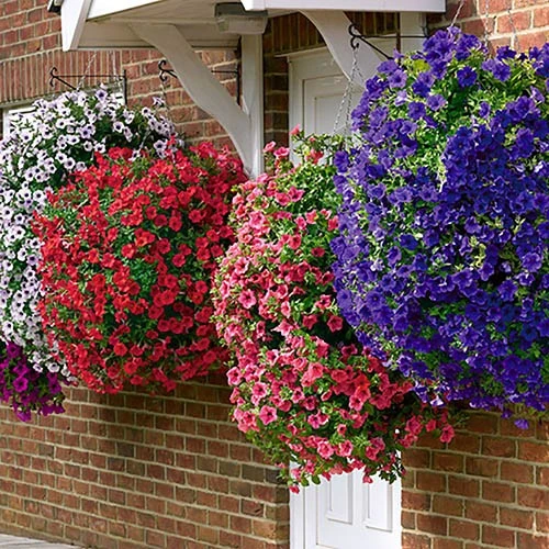 Easy Fill Hanging Baskets 38cm (15in) Pair 6 Easy Fill Hanging Baskets 38cm (15in) Pair - Image 6