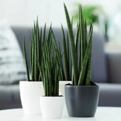 Houseplant Pot Cover 25cm-Anthracite -Gardenista Store 130475 2