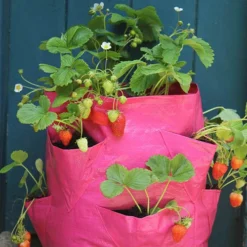 Strawberry And Herb Patio Planter Twin Pack