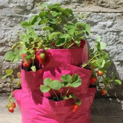 Strawberry And Herb Patio Planter Twin Pack -Gardenista Store 130497 3