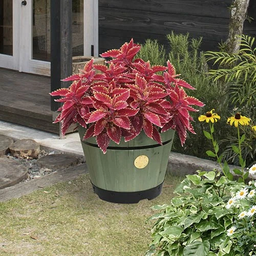 Build Your Own Barrel Kit ? Sage Green 2 Build Your Own Barrel Kit ? Sage Green - Image 2