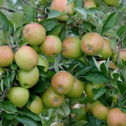 'Braeburn' Apple -Gardenista Store 300001 2