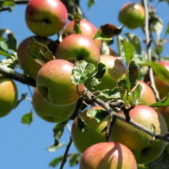 'Braeburn' Apple -Gardenista Store 300001 3
