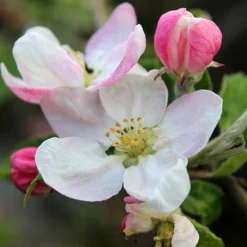 'Braeburn' Apple -Gardenista Store 300001 6