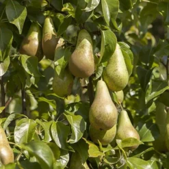 'Conference' Pear Tree -Gardenista Store 300003 2