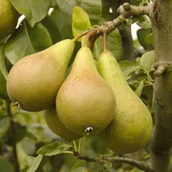 'Conference' Pear Tree -Gardenista Store 300003 3