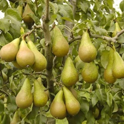 'Conference' Pear Tree -Gardenista Store 300003 4