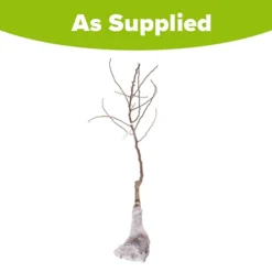 'Conference' Pear Tree -Gardenista Store 300003 5
