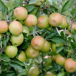 Mini Orchard Fruit Tree Collection -Gardenista Store 300004 2