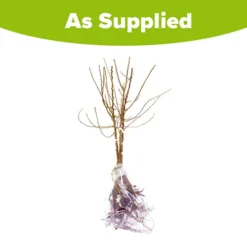 Mini Orchard Fruit Tree Collection -Gardenista Store 300004 7