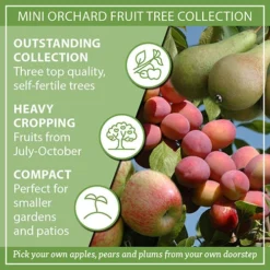 Mini Orchard Fruit Tree Collection -Gardenista Store 300004 8