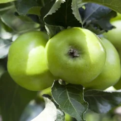 'Bramley' Apple Tree -Gardenista Store 300006 2