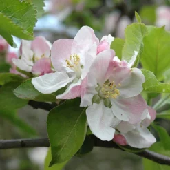 'Bramley' Apple Tree -Gardenista Store 300006 3