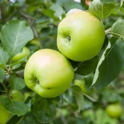 'Bramley' Apple Tree -Gardenista Store 300006 4