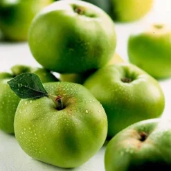 'Bramley' Apple Tree -Gardenista Store 300006 5