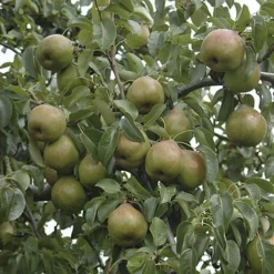 Pear 'Doyenne Du Comice' Tree -Gardenista Store 300009 2