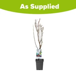 Pear 'Doyenne Du Comice' Tree -Gardenista Store 300009 4