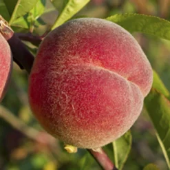 Peach 'Redhaven' Tree -Gardenista Store 300010 3