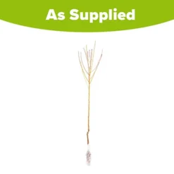 Peach 'Redhaven' Tree -Gardenista Store 300010 4