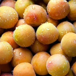 Apricot 'Early Moorpark' Tree -Gardenista Store 300011 2