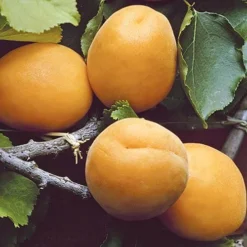 Apricot 'Early Moorpark' Tree -Gardenista Store 300011 3