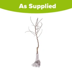 Apricot 'Early Moorpark' Tree -Gardenista Store 300011 4