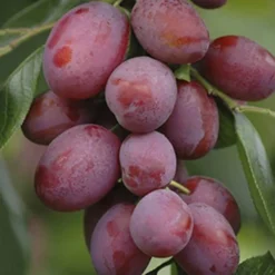 Plum 'Victoria' -Gardenista Store 300025 2
