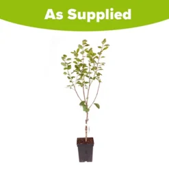 Plum 'Victoria' -Gardenista Store 300025 6