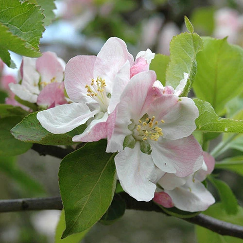 Apple 'Braeburn' Tree 2 Apple 'Braeburn' Tree - Image 2