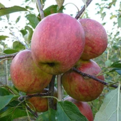 Apple Malus Domestica 'Discovery' 4 Apple Malus Domestica 'Discovery' -Gardenista Store 300040 1