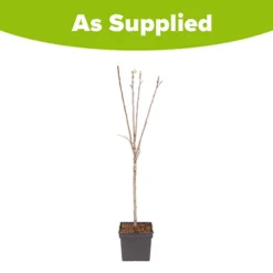 Apple Malus Domestica 'Discovery' 5 Apple Malus Domestica 'Discovery' -Gardenista Store 300040 2