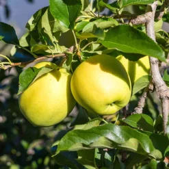 Apple 'Golden Delicious' Tree
