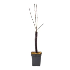 Apple 'Golden Delicious' Tree -Gardenista Store 300042 4