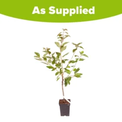 Sweet Cherry 'Regina' -Gardenista Store 300053 2