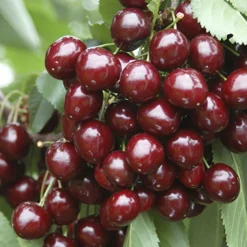 Cherry Tree 'Stella' -Gardenista Store 300057 3