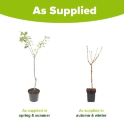 Cherry Tree 'Stella' -Gardenista Store 300057 6