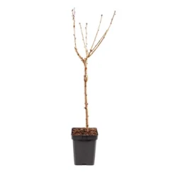 Cherry Tree 'Stella' -Gardenista Store 300057 7