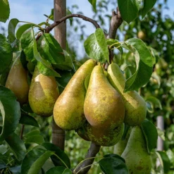 Duo Fruit Tree - Pear Conference & Concorde -Gardenista Store 300064 1