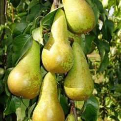 Duo Fruit Tree - Pear Conference & Concorde -Gardenista Store 300064 2