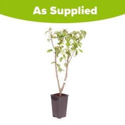Duo Fruit Tree - Pear Conference & Concorde -Gardenista Store 300064 3