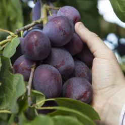 Duo Plum Fruit Tree -Gardenista Store 300066 2