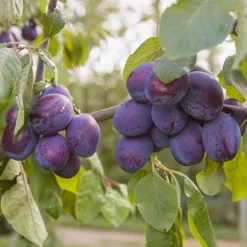 Duo Plum Fruit Tree -Gardenista Store 300066 4