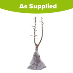Duo Plum Fruit Tree -Gardenista Store 300066 5