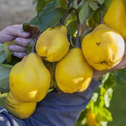 'Sibley's Patio Quince' -Gardenista Store 300119 2