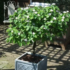 'Sibley's Patio Quince' -Gardenista Store 300119 3