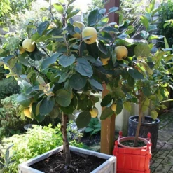'Sibley's Patio Quince' -Gardenista Store 300119 5