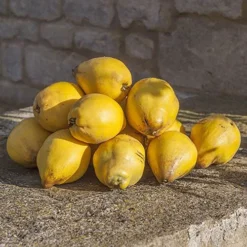 'Sibley's Patio Quince' -Gardenista Store 300119 6